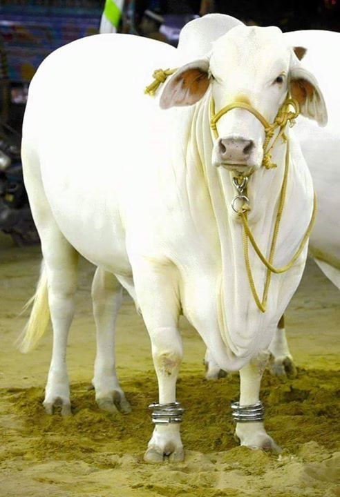 Kamdhenu